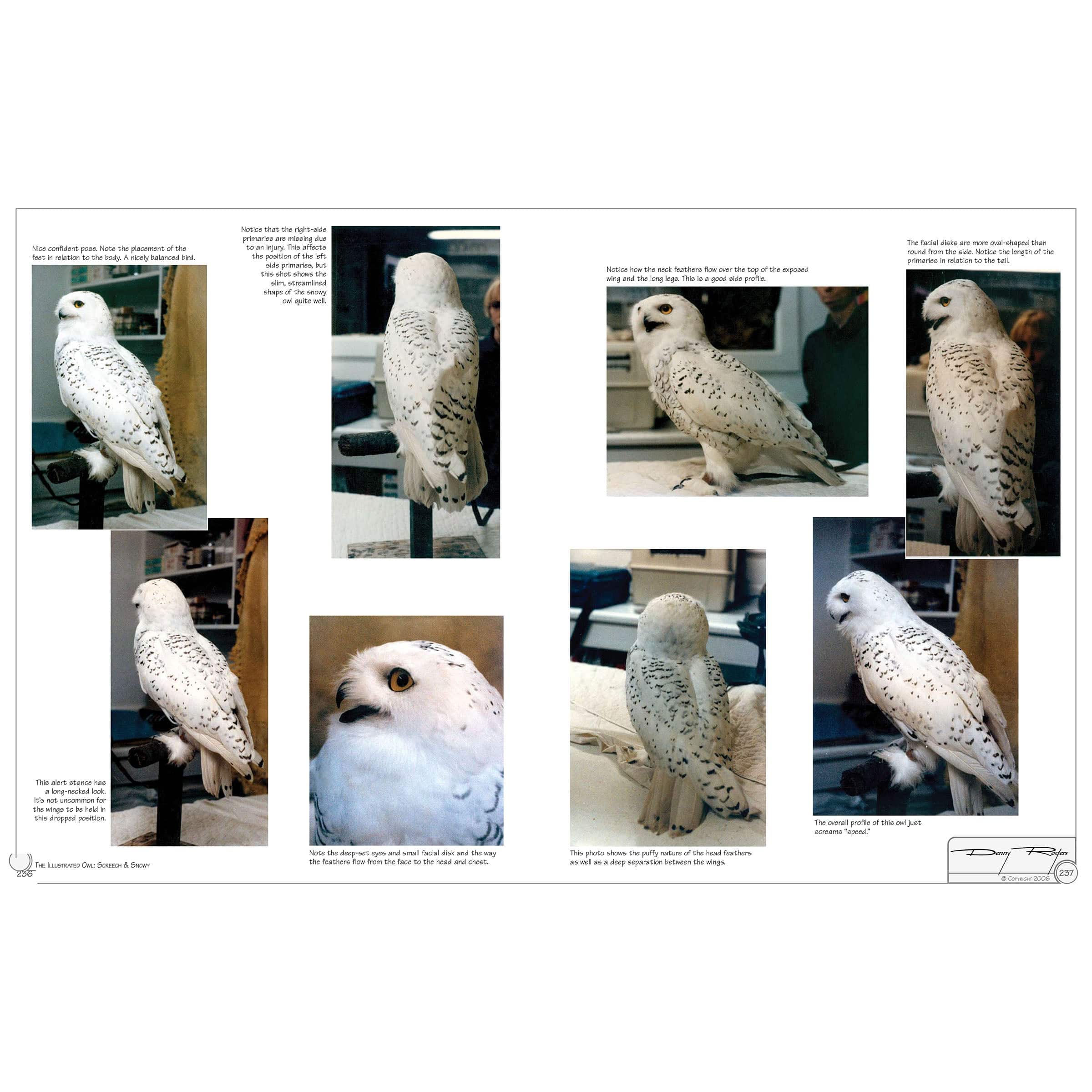Illustrated Owl - Screech & Snowy: the Ultimate Reference for Bird Lovers, Woodcarvers, and Artists - Image 6