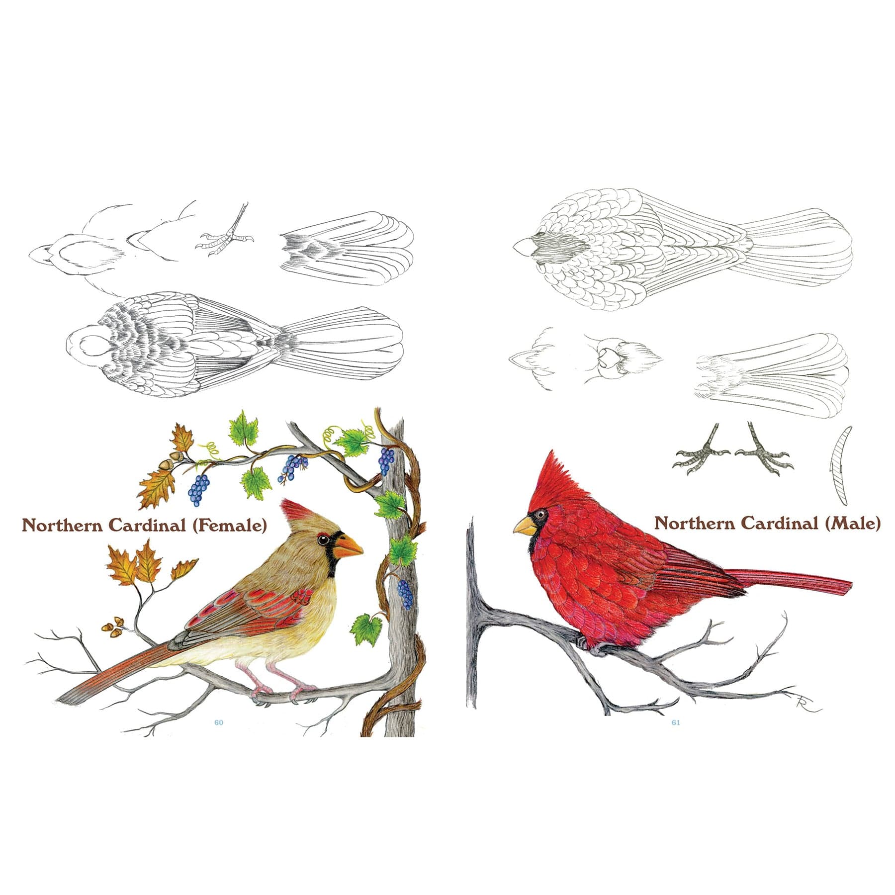 50 Bird Carving Patterns - Image 7