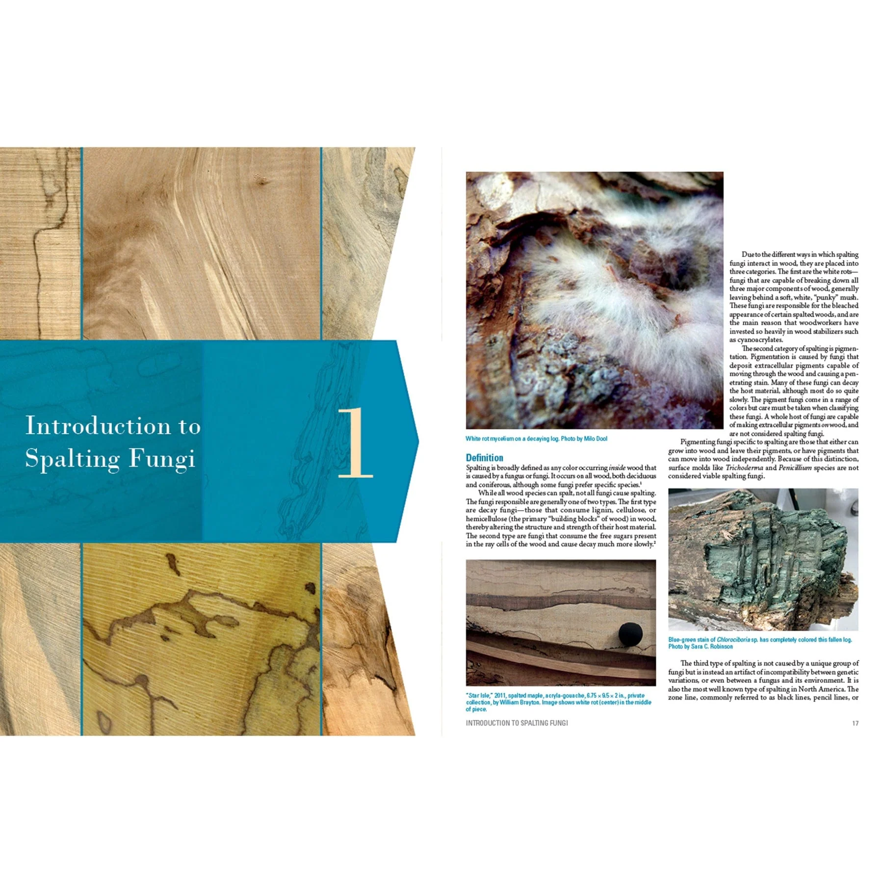 Spalted Wood: The History, Science, and Art of a Unique Material - Image 6