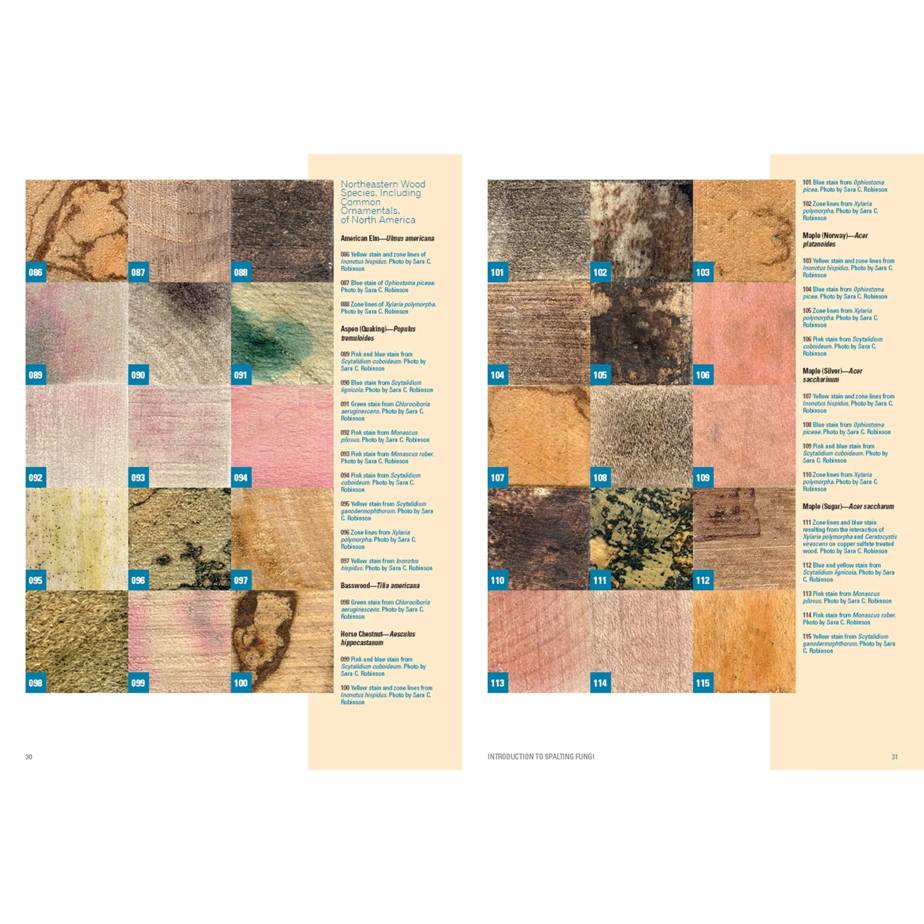 Spalted Wood: The History, Science, and Art of a Unique Material - Image 7