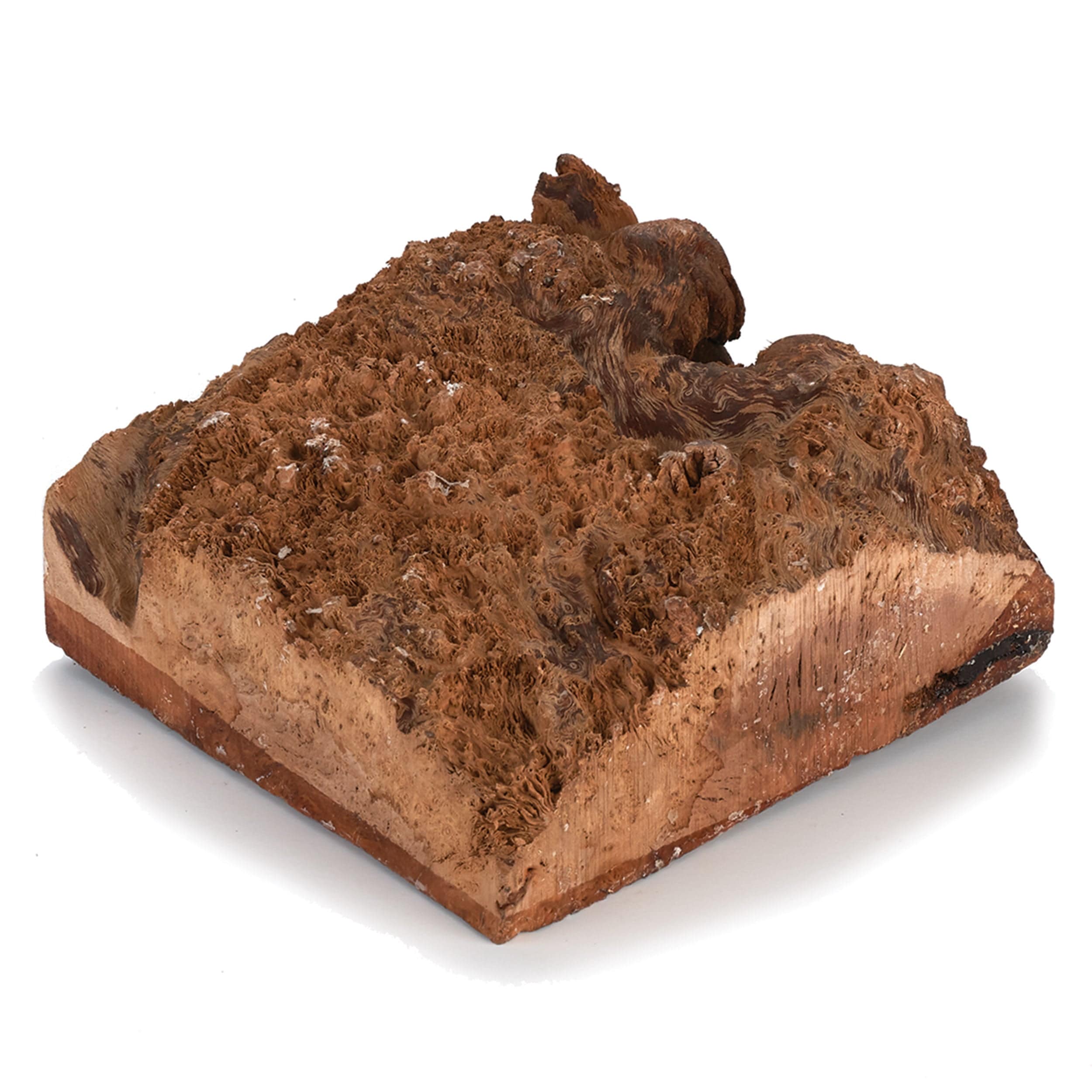 Australian Red Coolibah Burl Turning Blank - 1 kg - 2 kg